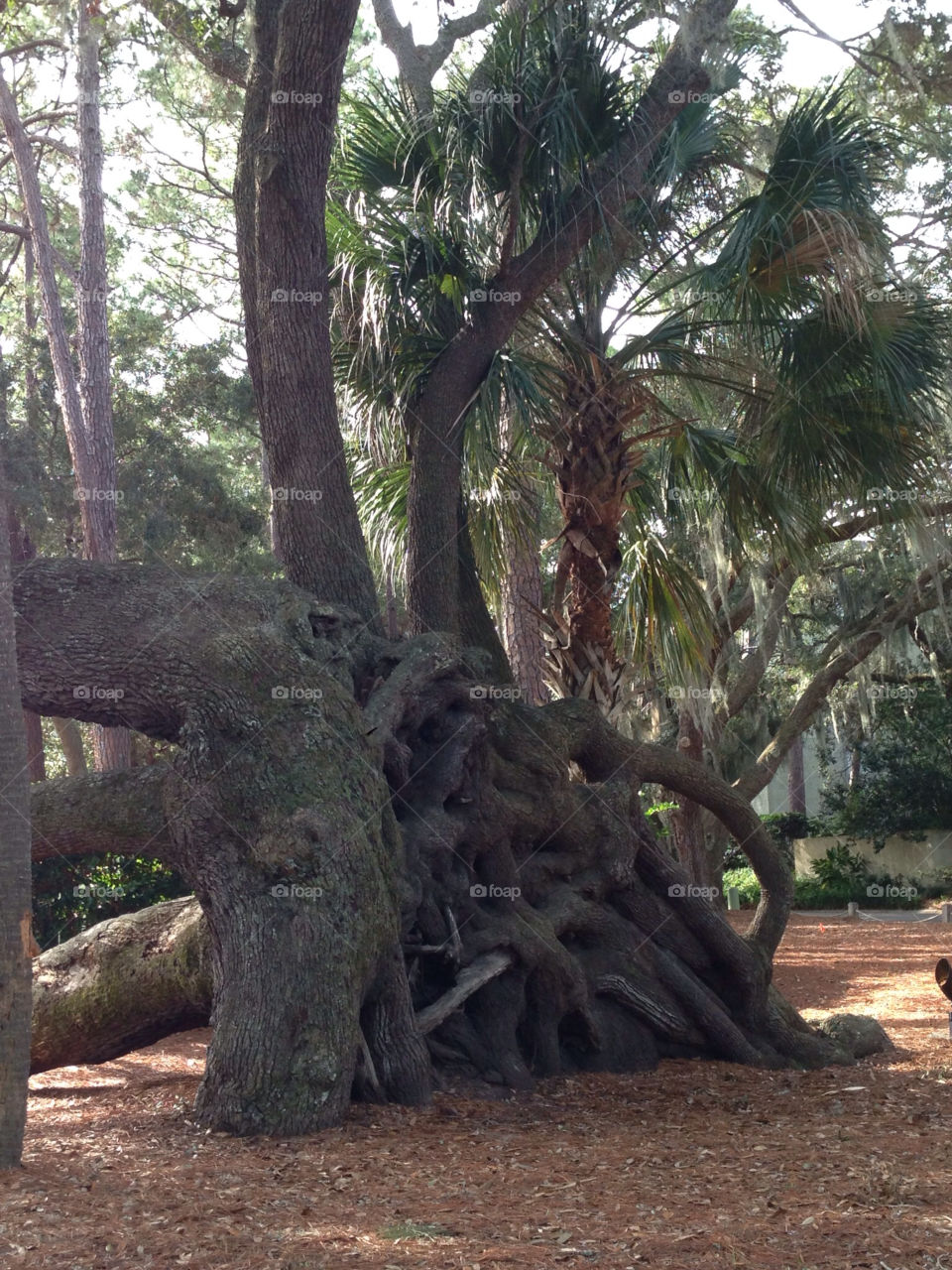 Strange tree with above-ground roots on Hilton Head Island in South
