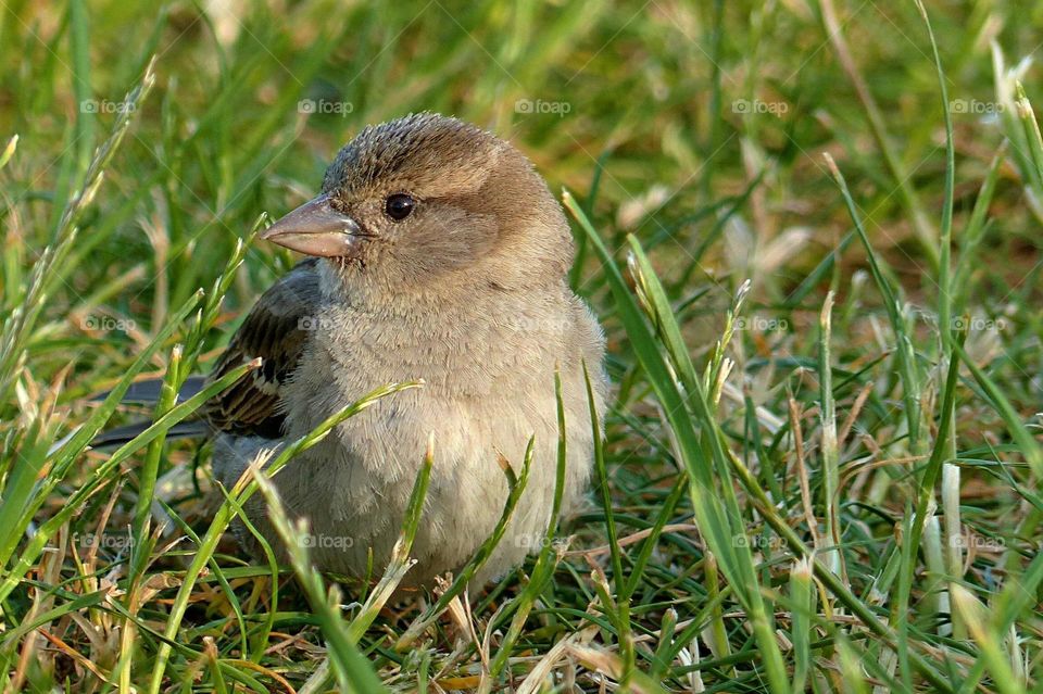 A lonely sparrow bird