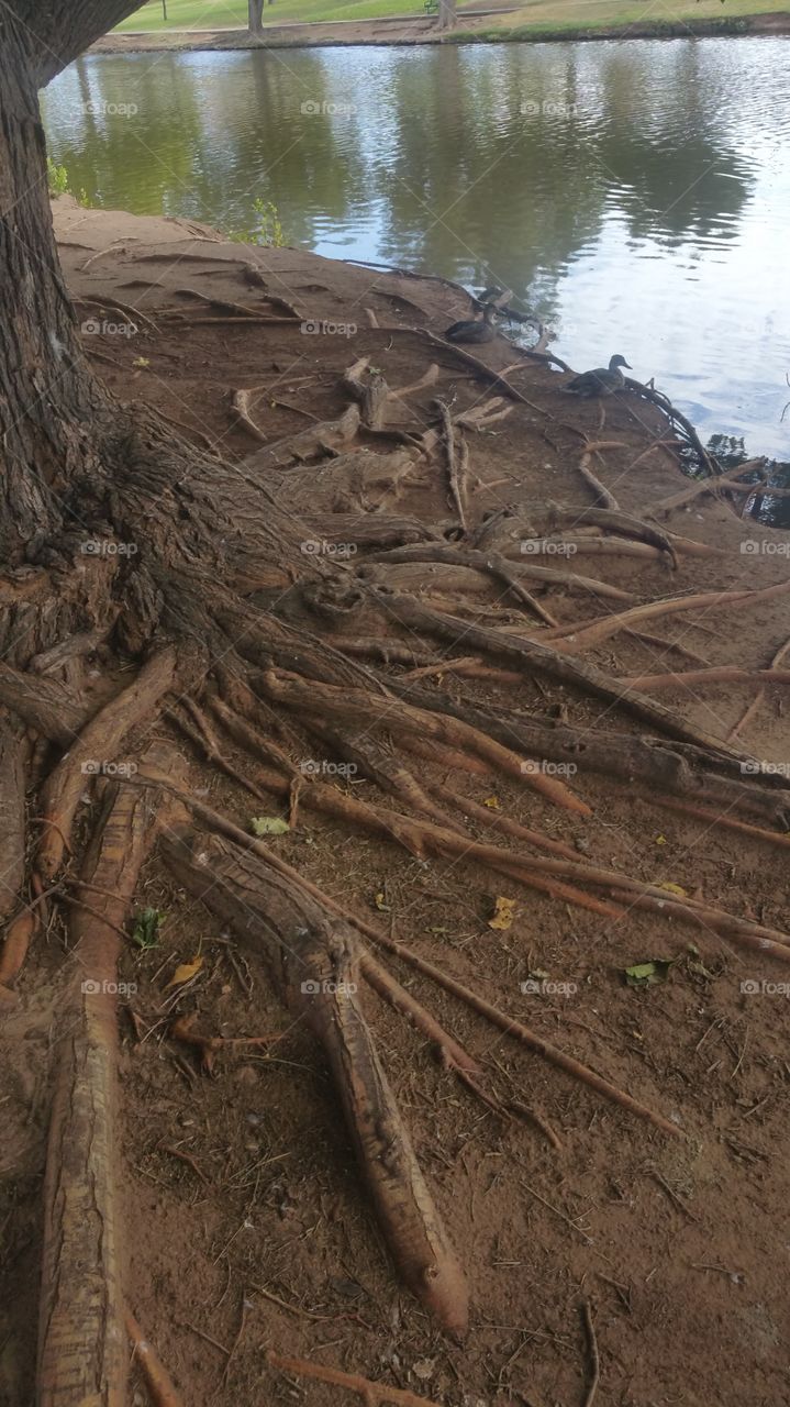 Tree Roots