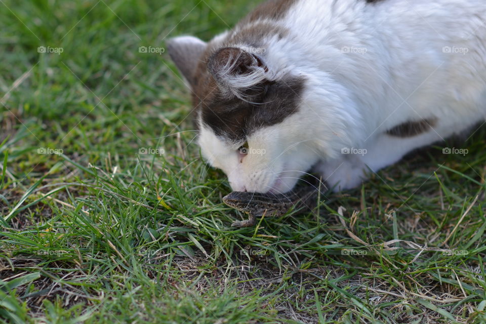the cat and the lizard