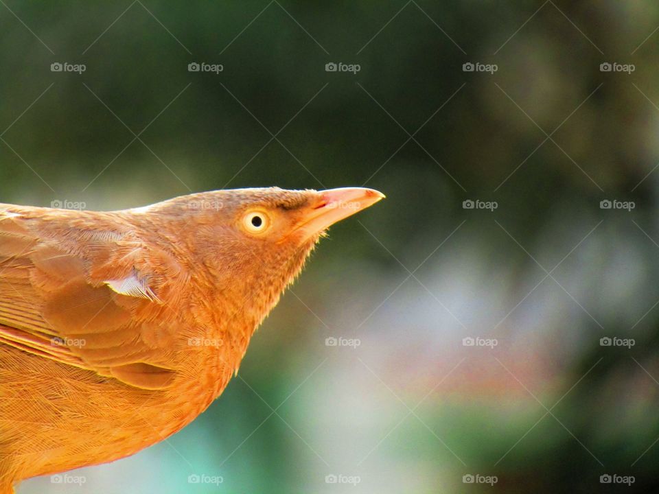 Jungle babbler bird or (Turdoides striata) or beautiful seven sisters or angry bird