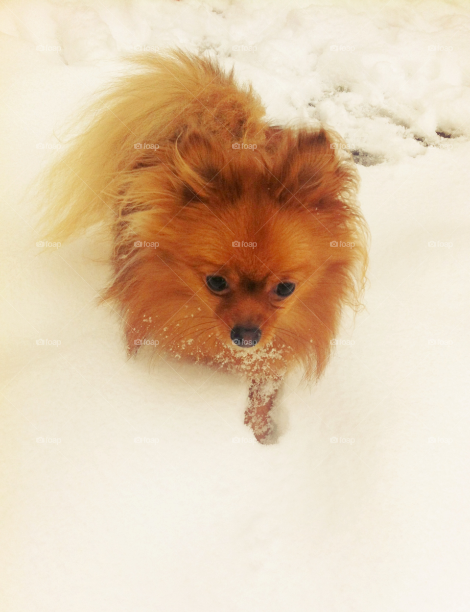 snow winter dog cold by binkyboo