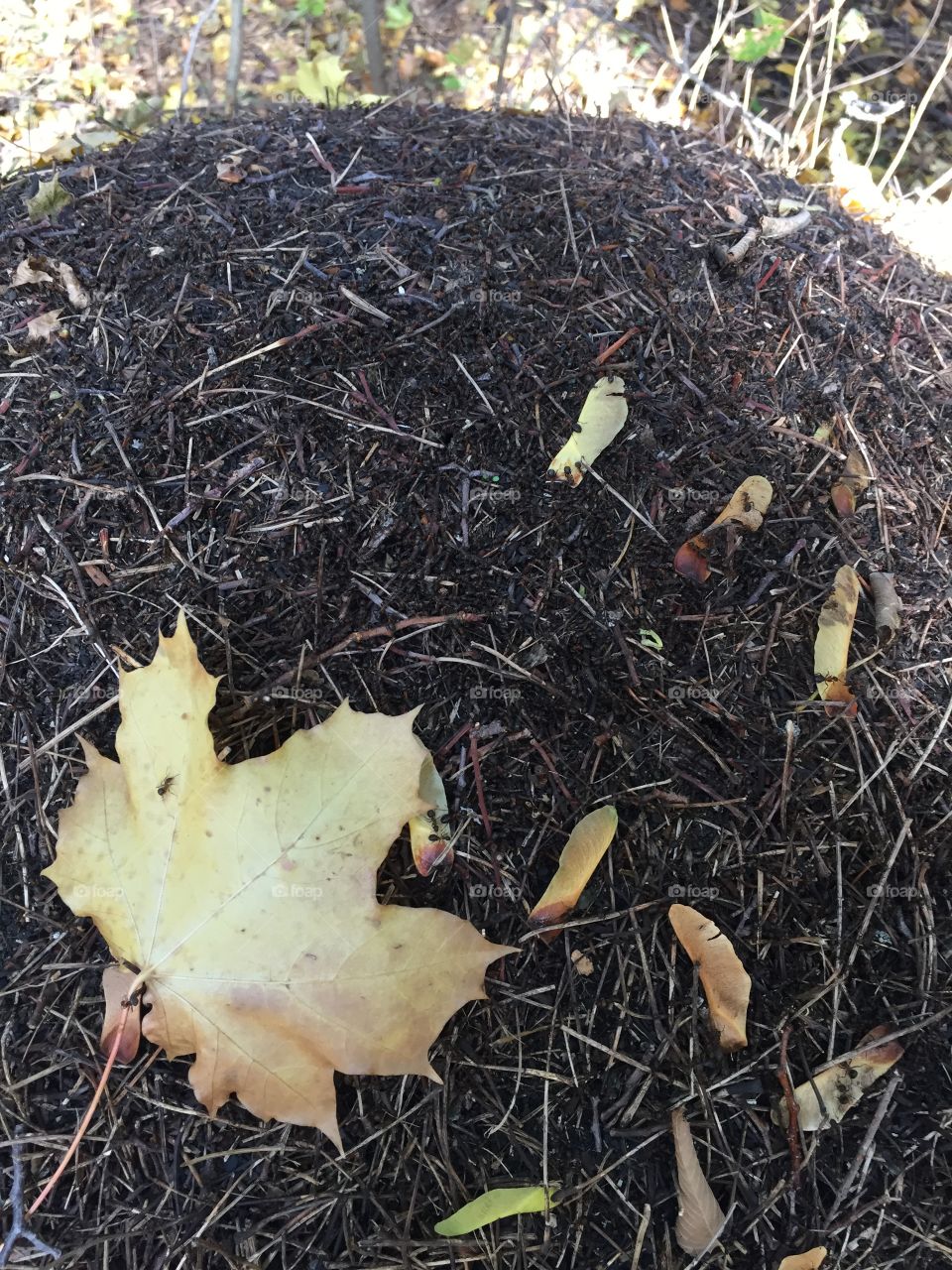 ant labor days in autumn