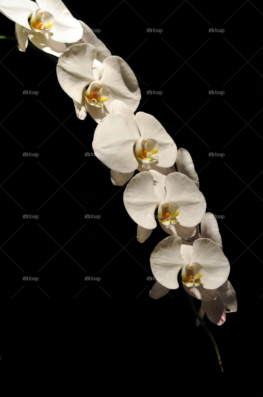 Horn of Phalaenopsis Aphrodite. Know as PHAL is moth orchids, a flower, petal in Southeast Asian, looks like a white butterfly. A brand on low key background