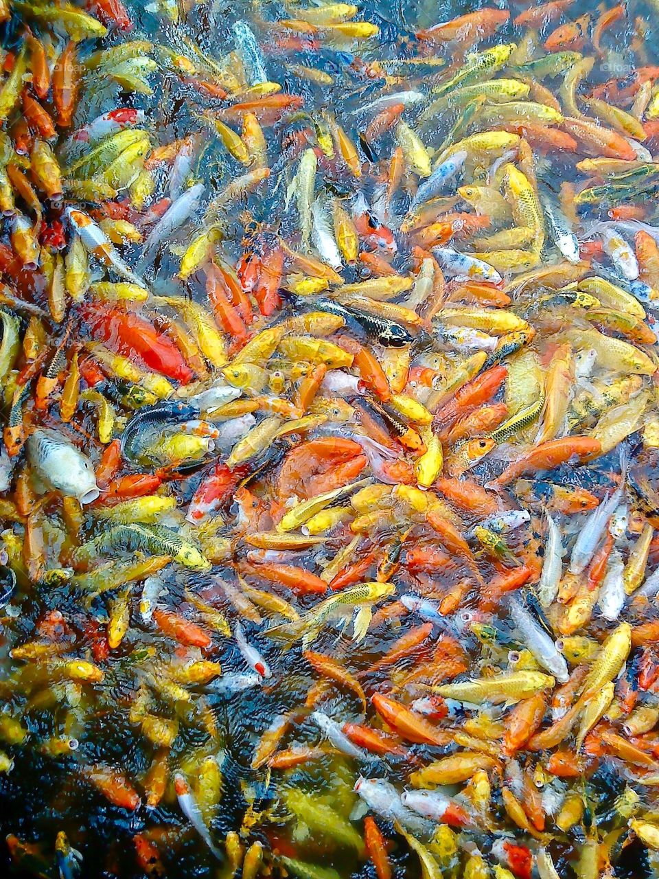 School of fish in water
