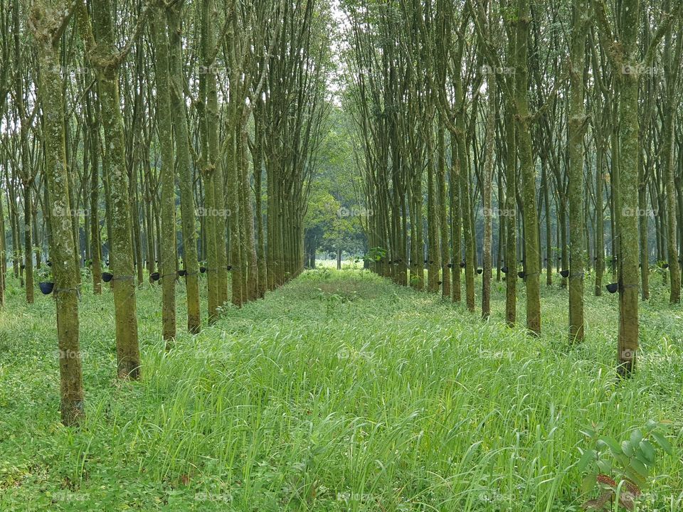 rubber forest