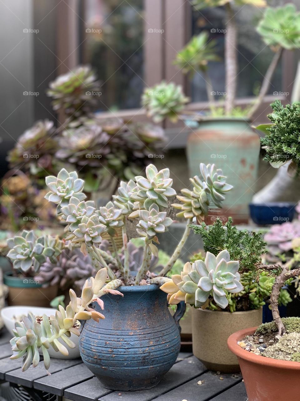 Succulent plants 