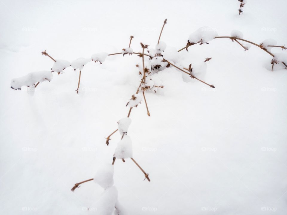 A sprawling plant on a snowdrift.