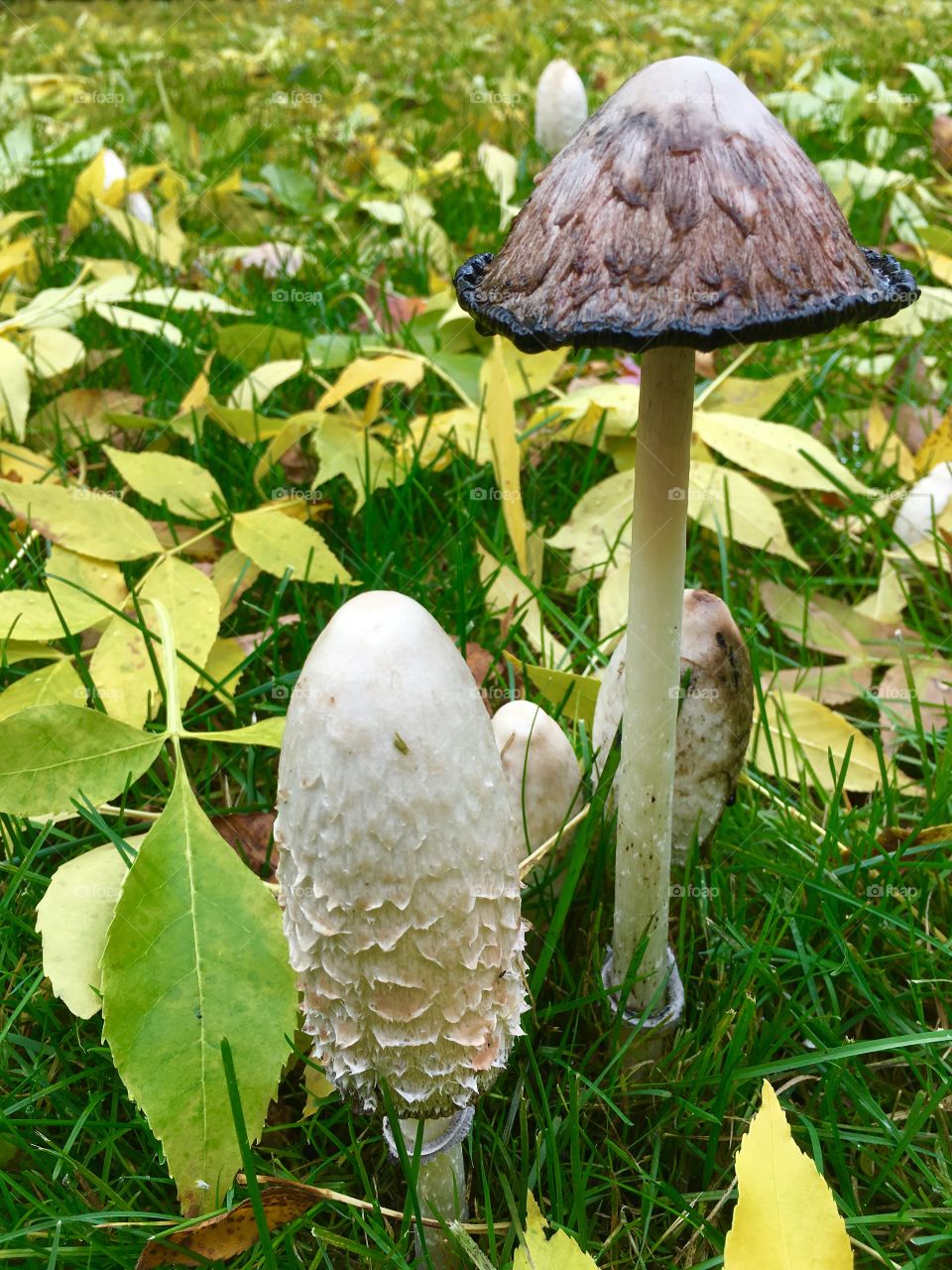 Two stages of shaggy mane mushrooms