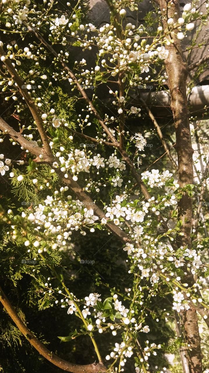 Blossoming plum in the rays of the sun