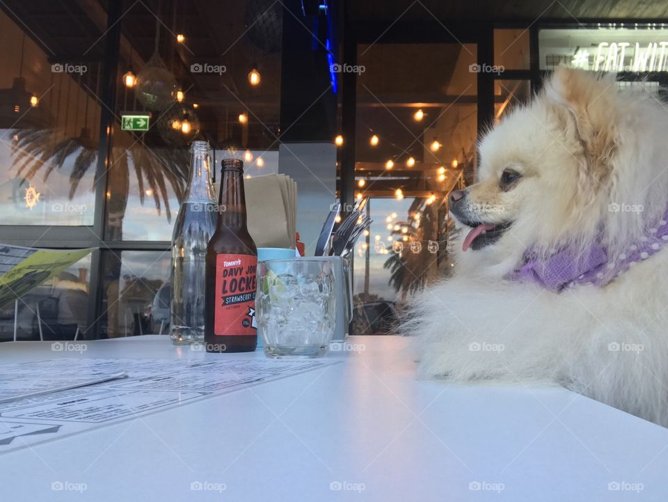 View of the restaurant and little cute dog with the reflection from the mirror- a memory in late winter at Mordialloc Melbourne Australia 