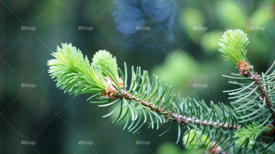 the spruce buds have blossomed