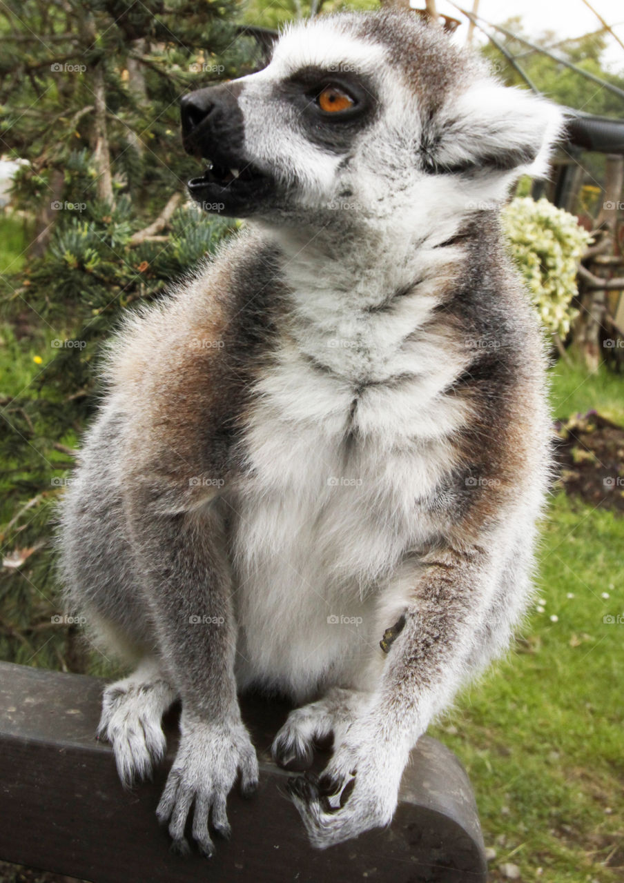 Lemur