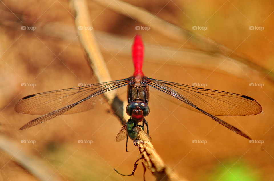 Red Dragonfly Eating a Fly For Lunch.