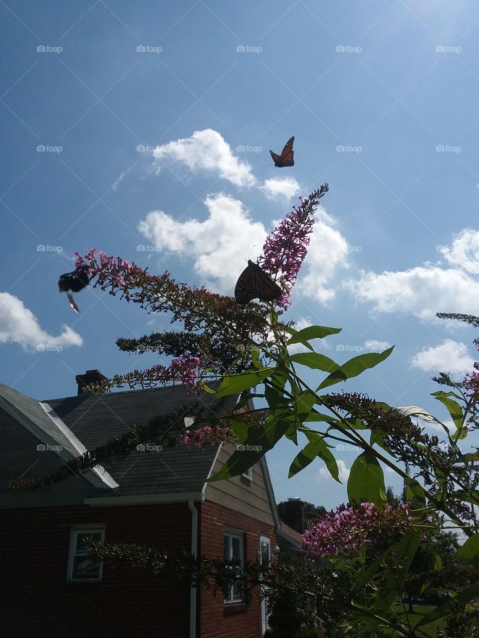 butterfly and bee on bush in sky