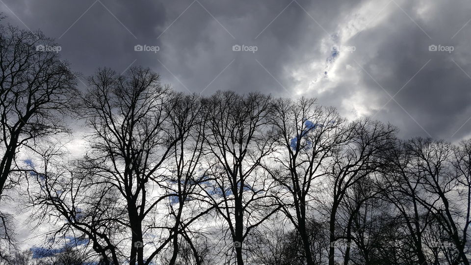 Tree and sky