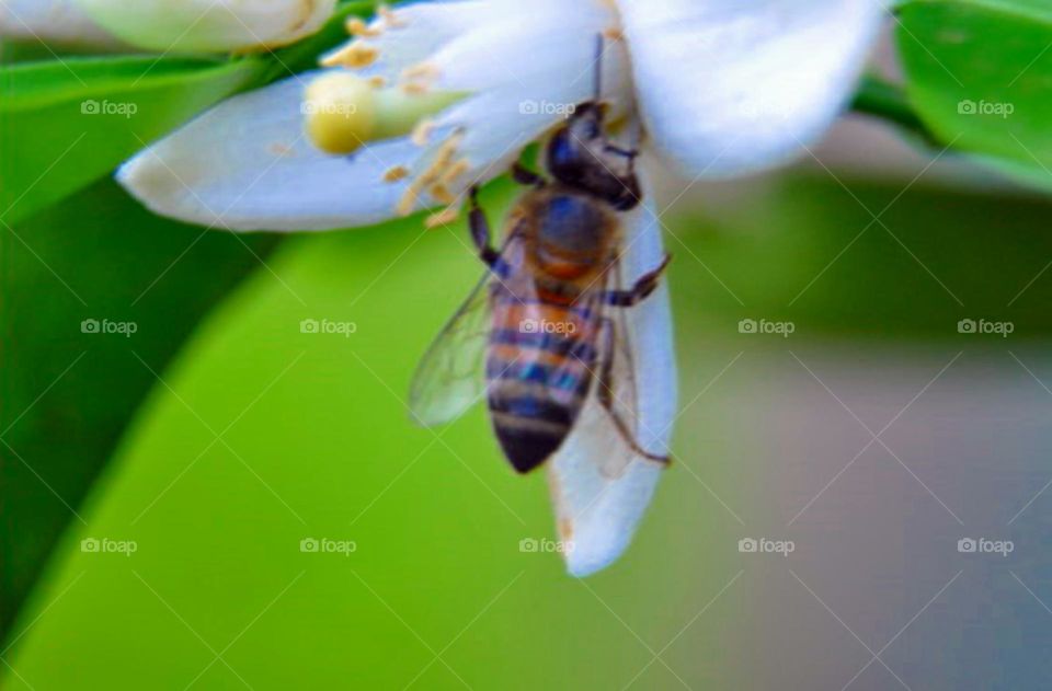 Abelha e flor 4