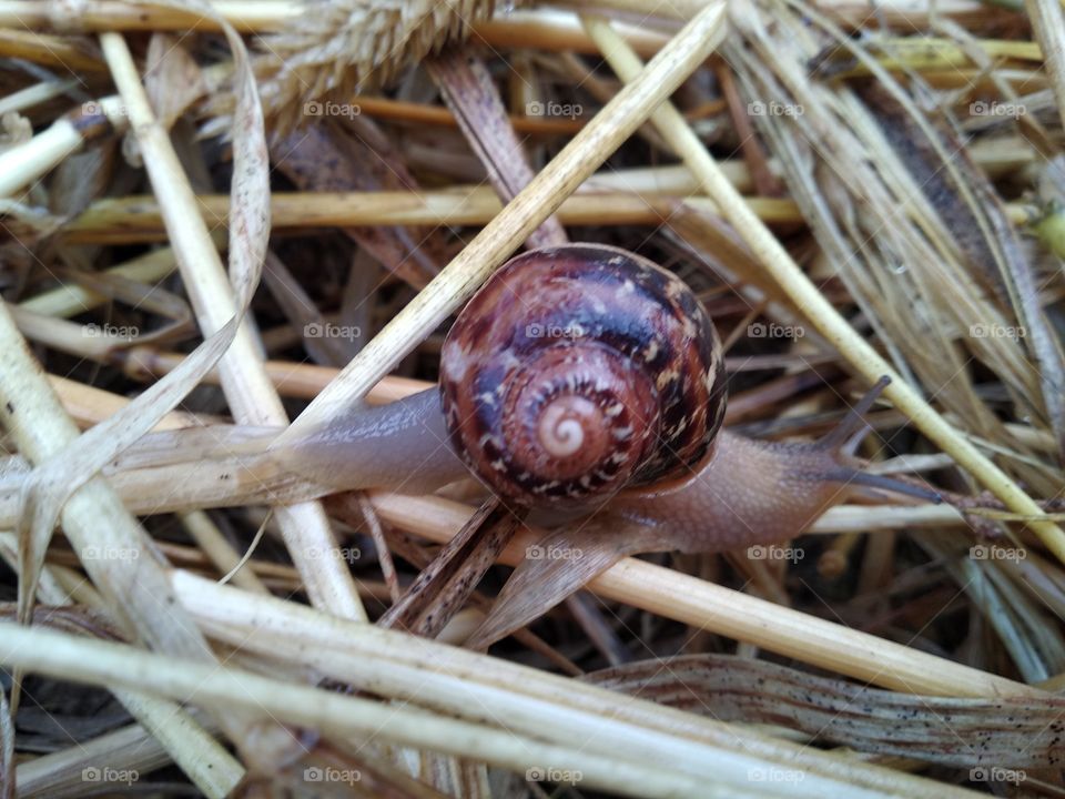 Snail