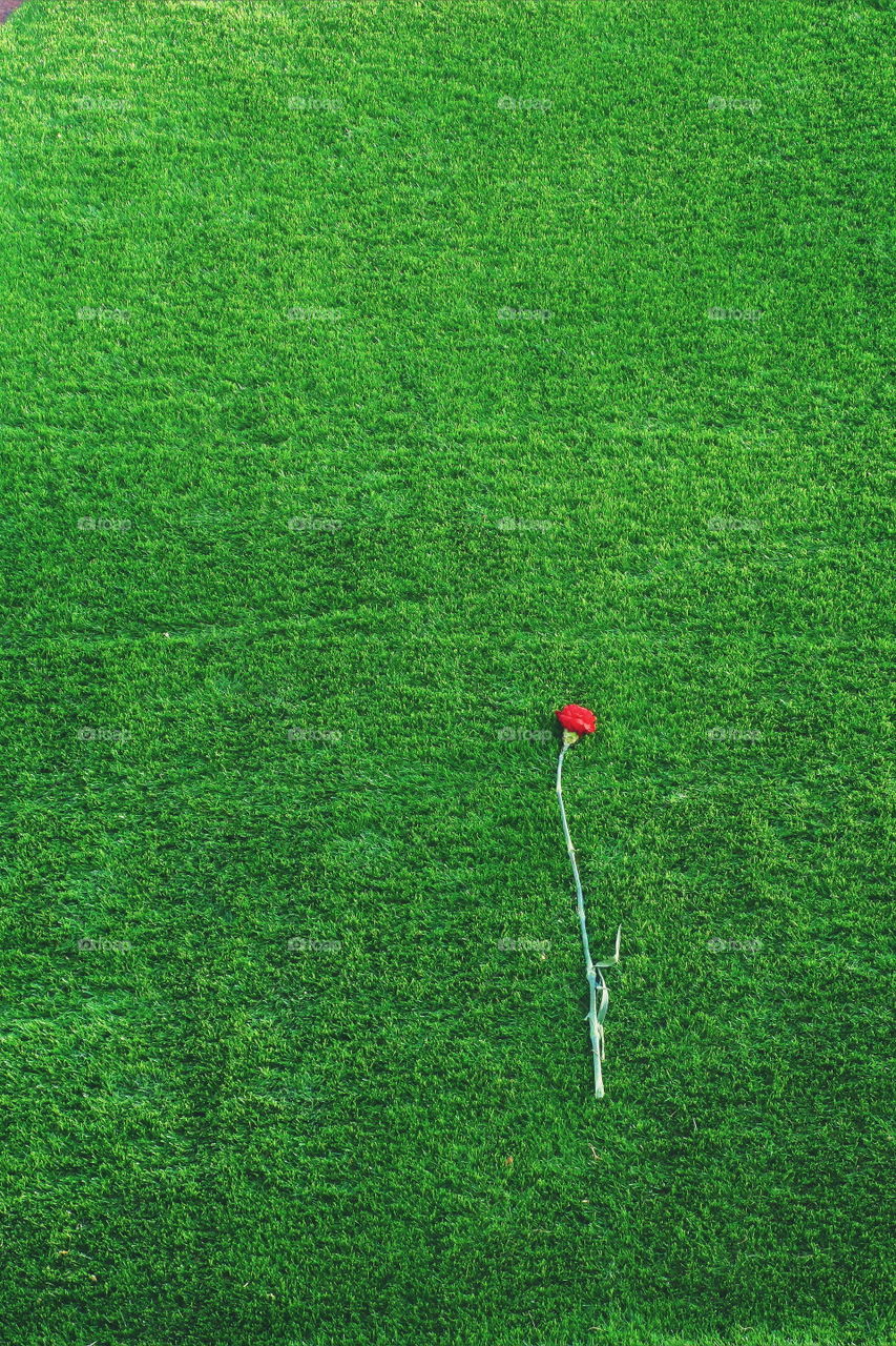 Red carnation on the background of green grass, spring