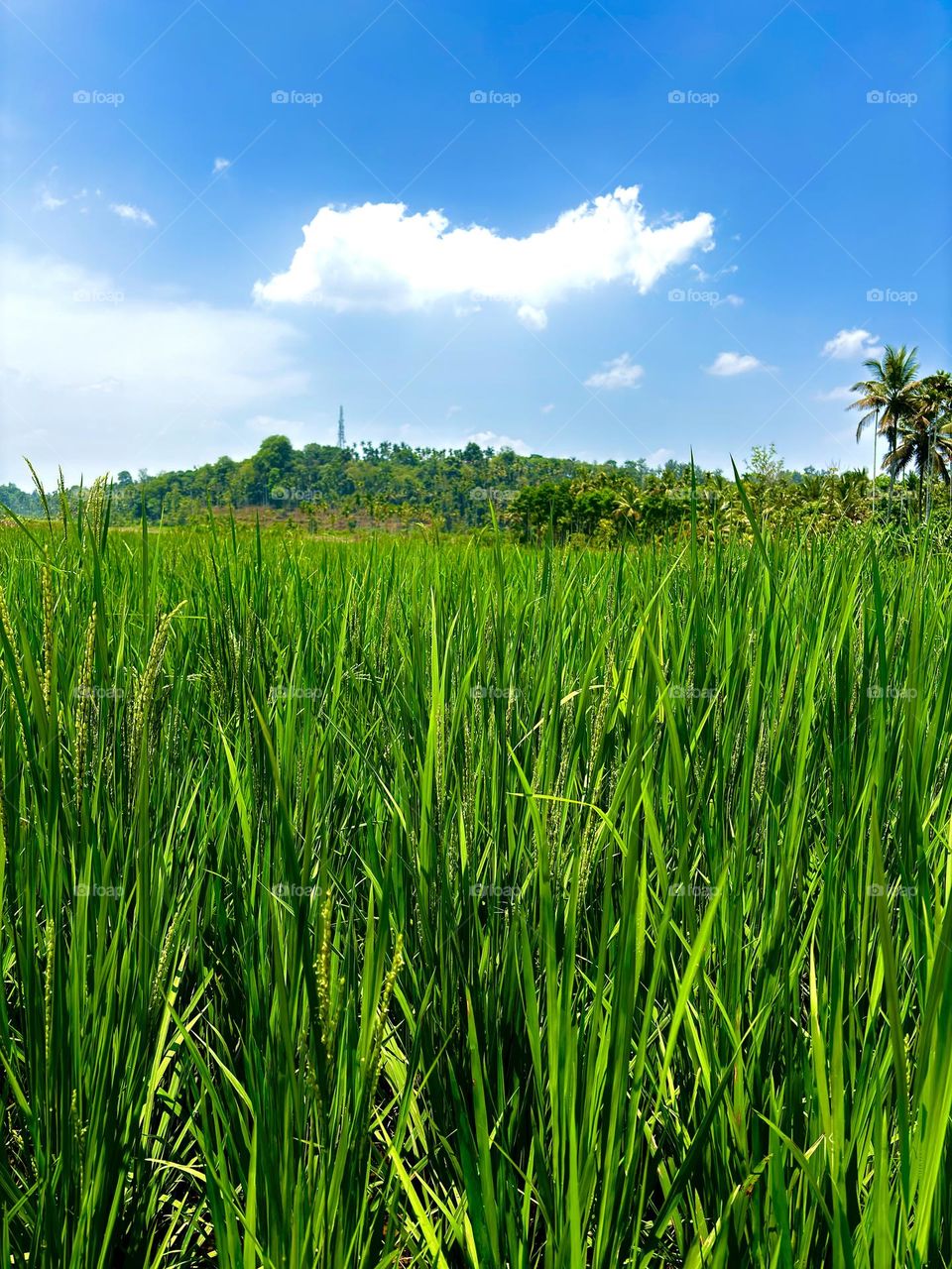 Paddy field 