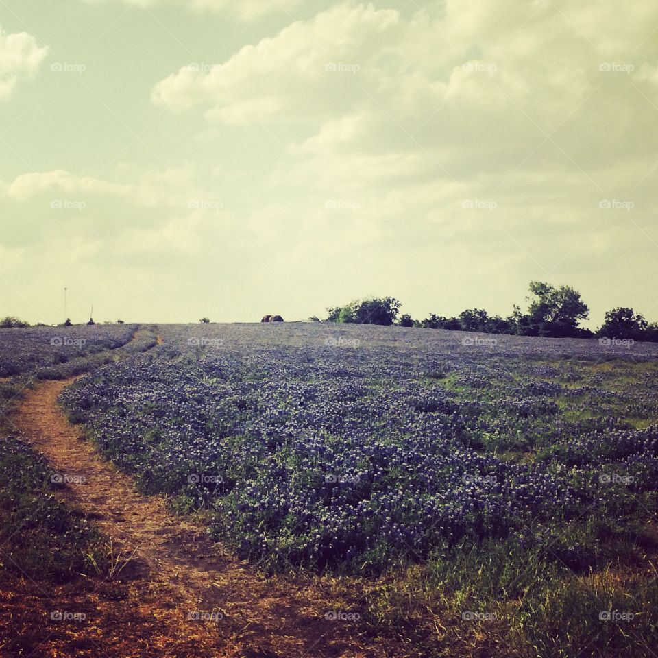 Texas Bluebonnets. Took this photo on 290 outside of Bastrop, TX. 
