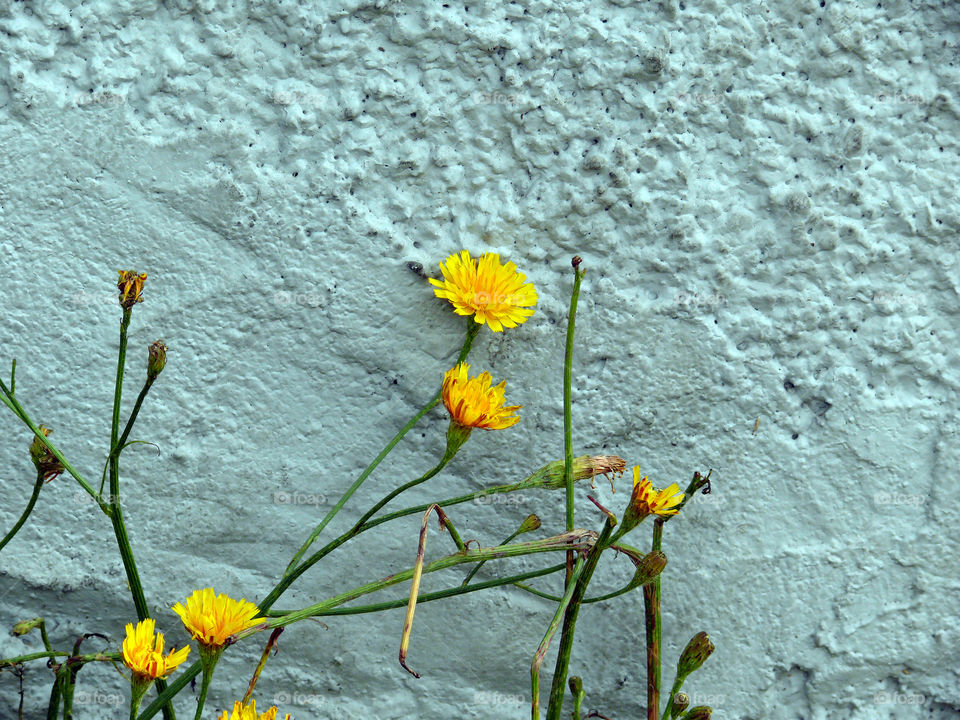 Yellow flower against wall