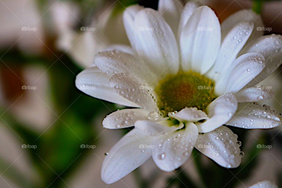 Waterdrops and beautiful flower 