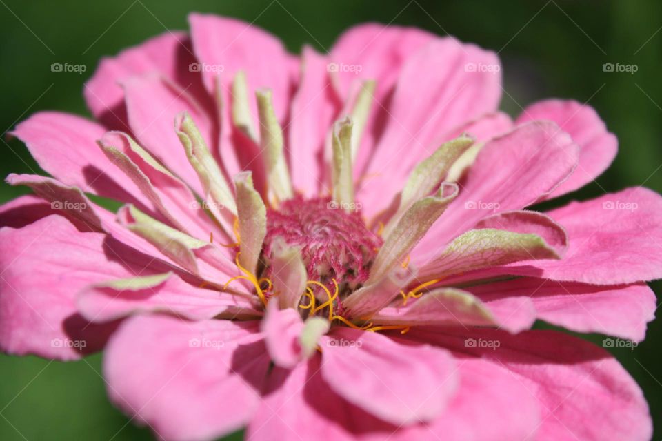 frilly petal