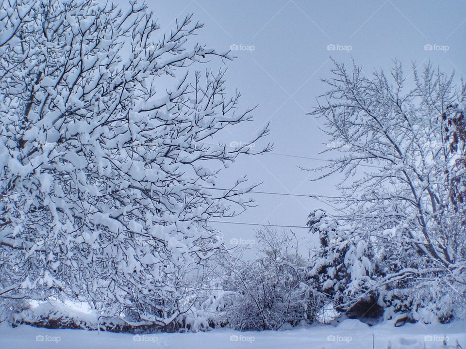 Snowy trees