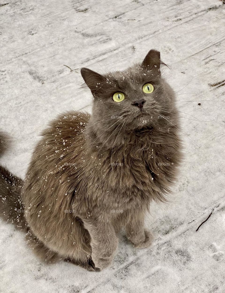 A cat sitting outside in the snow