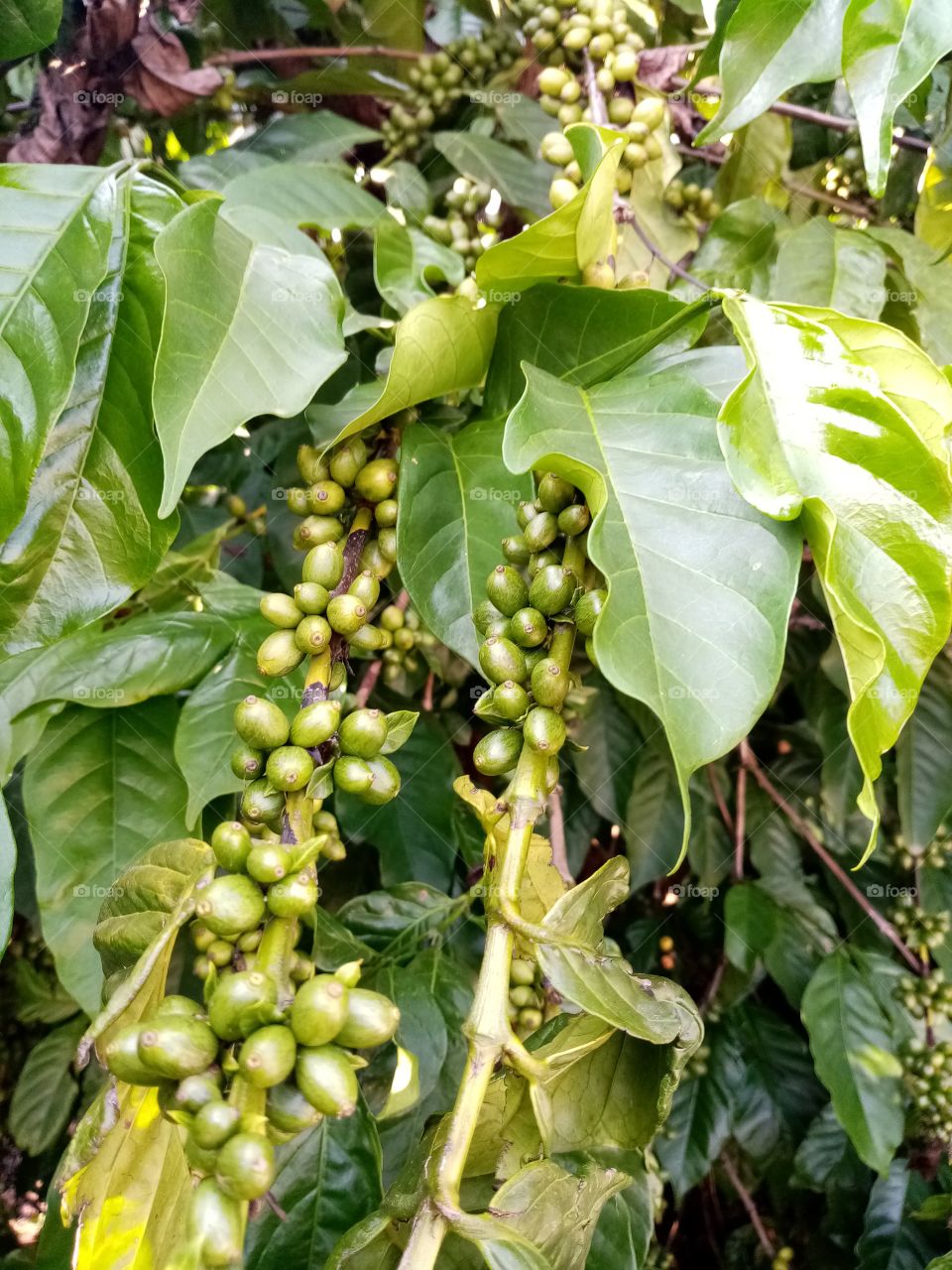 Coffee tree