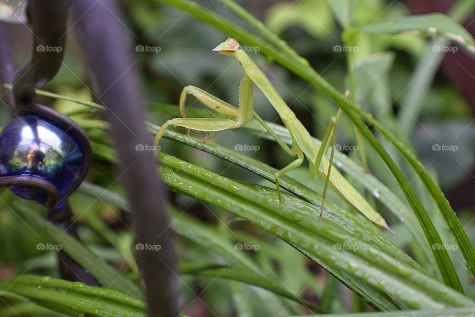 High angle view of praying mantis