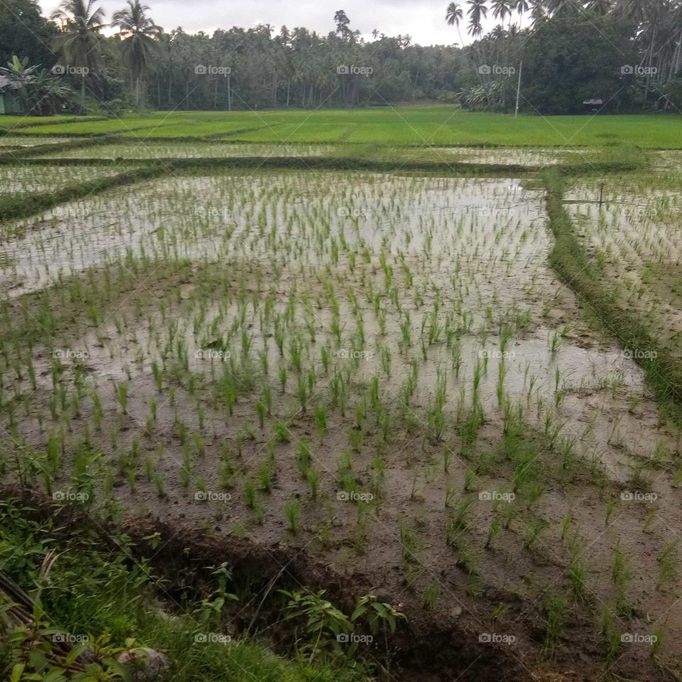 Rice paddies in Mindanao area in the Philippines