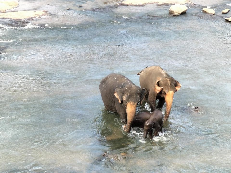 Elephants in river