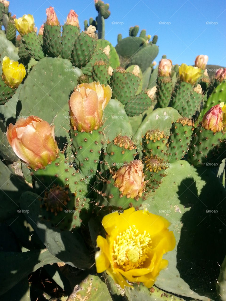 opuntia