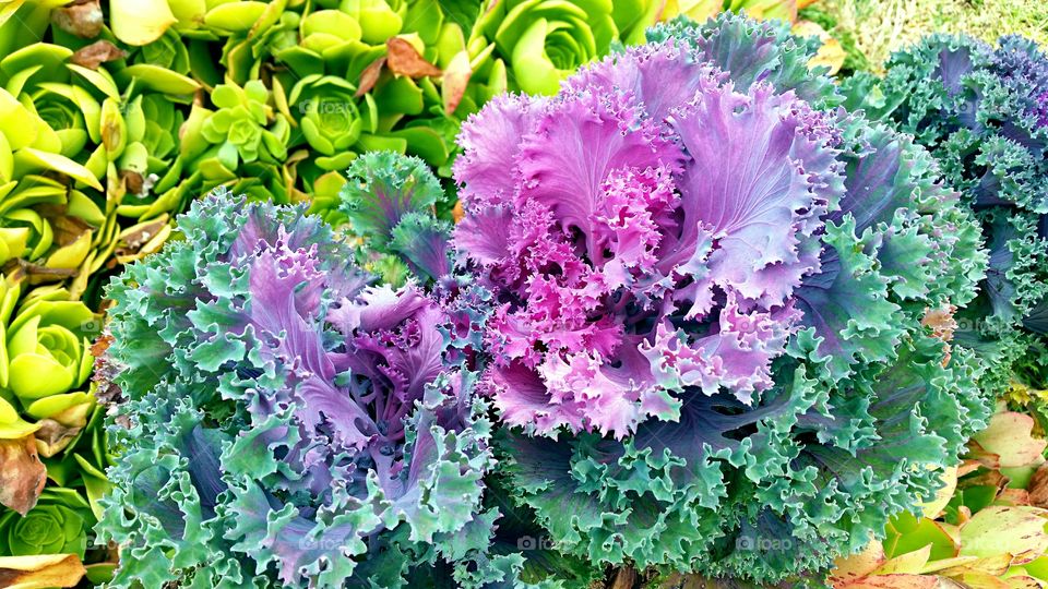 Ornamental cabbage . Ornamental cabbage decorating neighbor's yard.