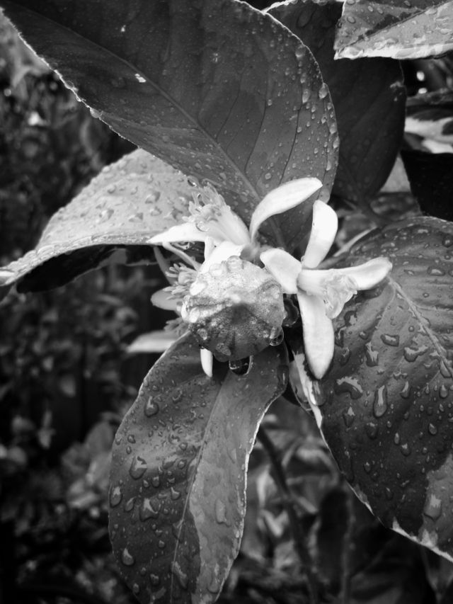 leaf