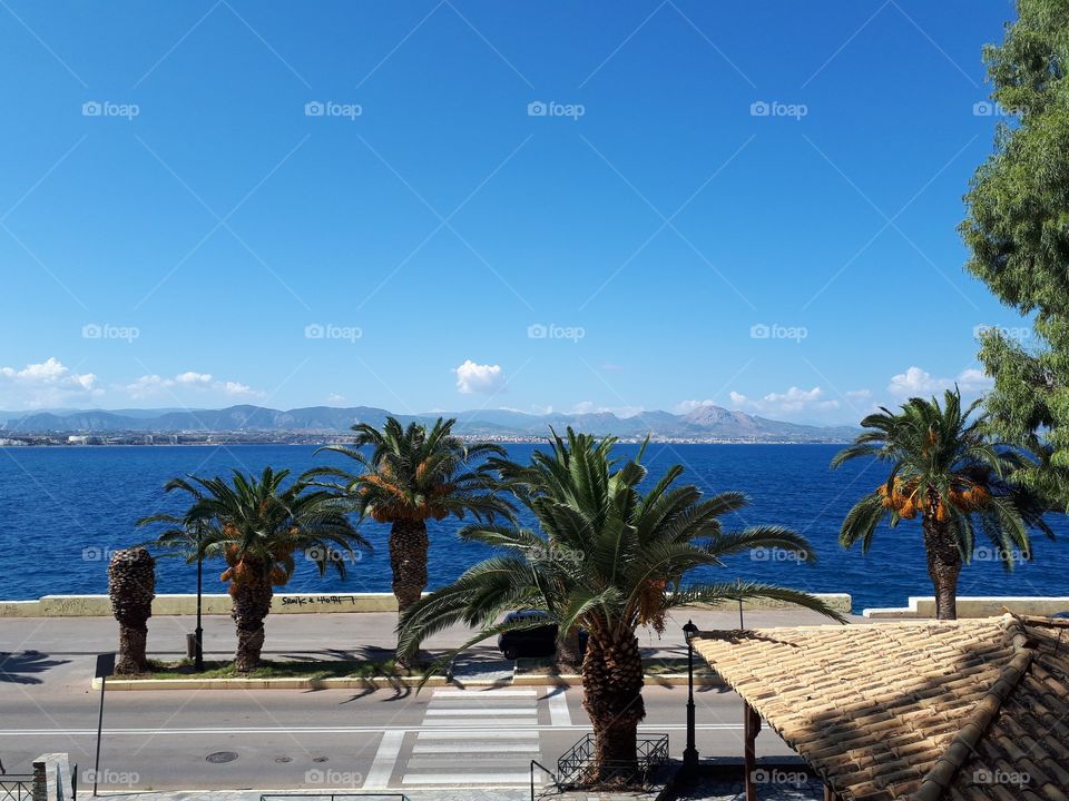 The trees on the beach