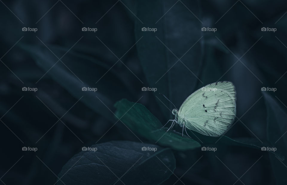 Butterfly on a leaf in the gloomy forest