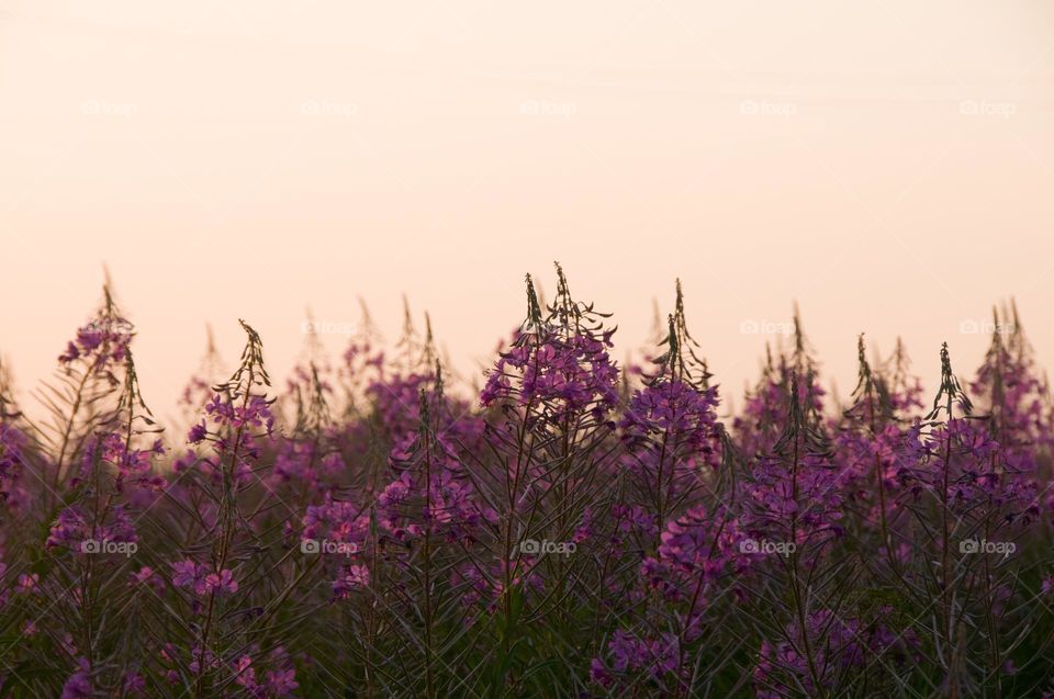 Purple flowers at sunset. Natural background 