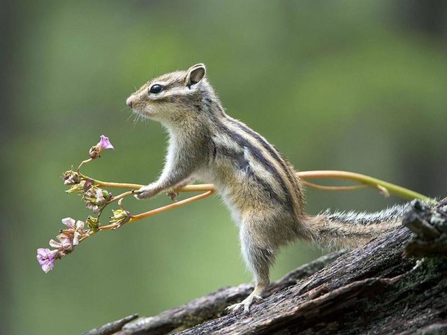 squirrel