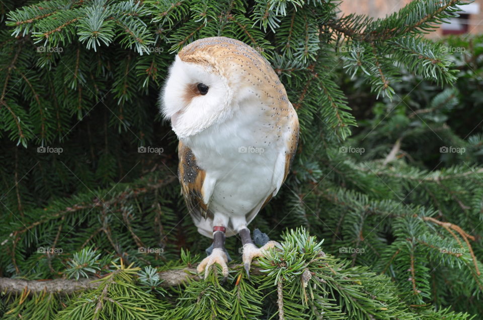 Beautiful barn owl in a Pine tree
