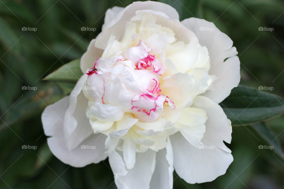 Peony, peonies, roses, pink, red, white, flowers, bouquet, summer, sun, nature. Landscape, still-life, village, flowerbed, plant, vegetation, grass, decor, fluffy, fluffy flowers, bulk flowers, plush flowers, petals, buds, leaves