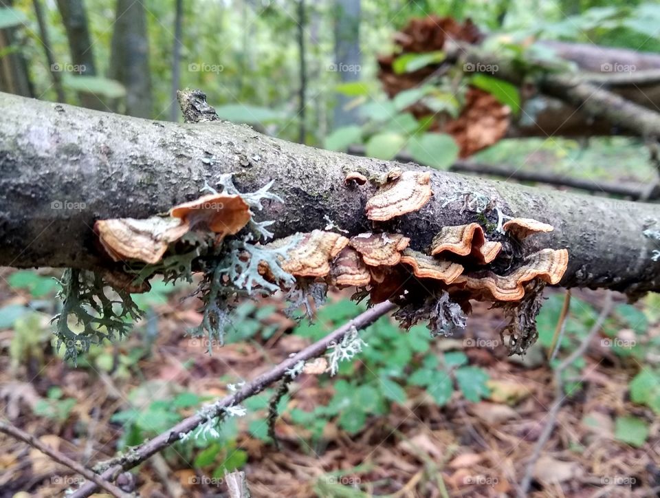 Mushrooms on the tree