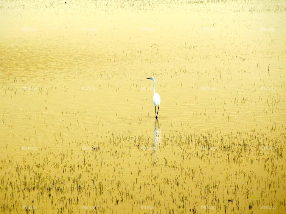 Egret in water