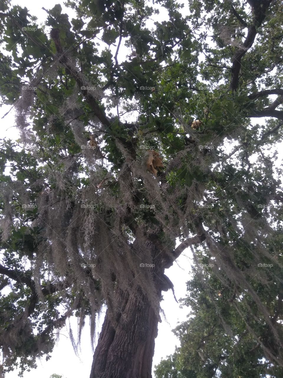Tall Trees Covered with Moss