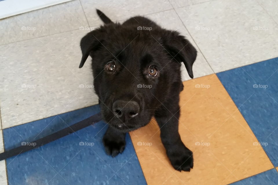 Dog, Mammal, Canine, Pet, Portrait