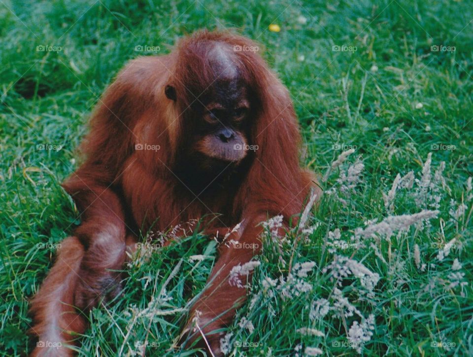 baby Orang utan