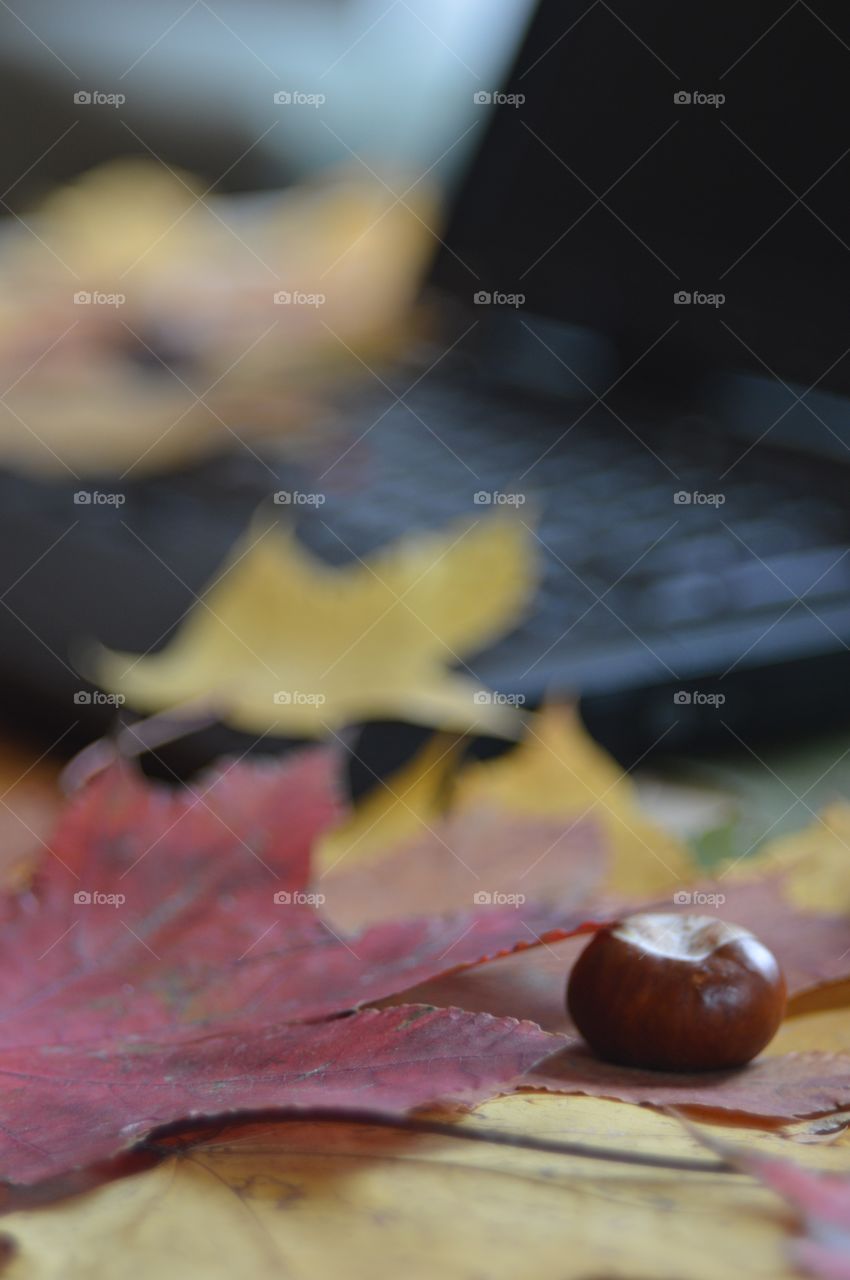 autumn and desktop