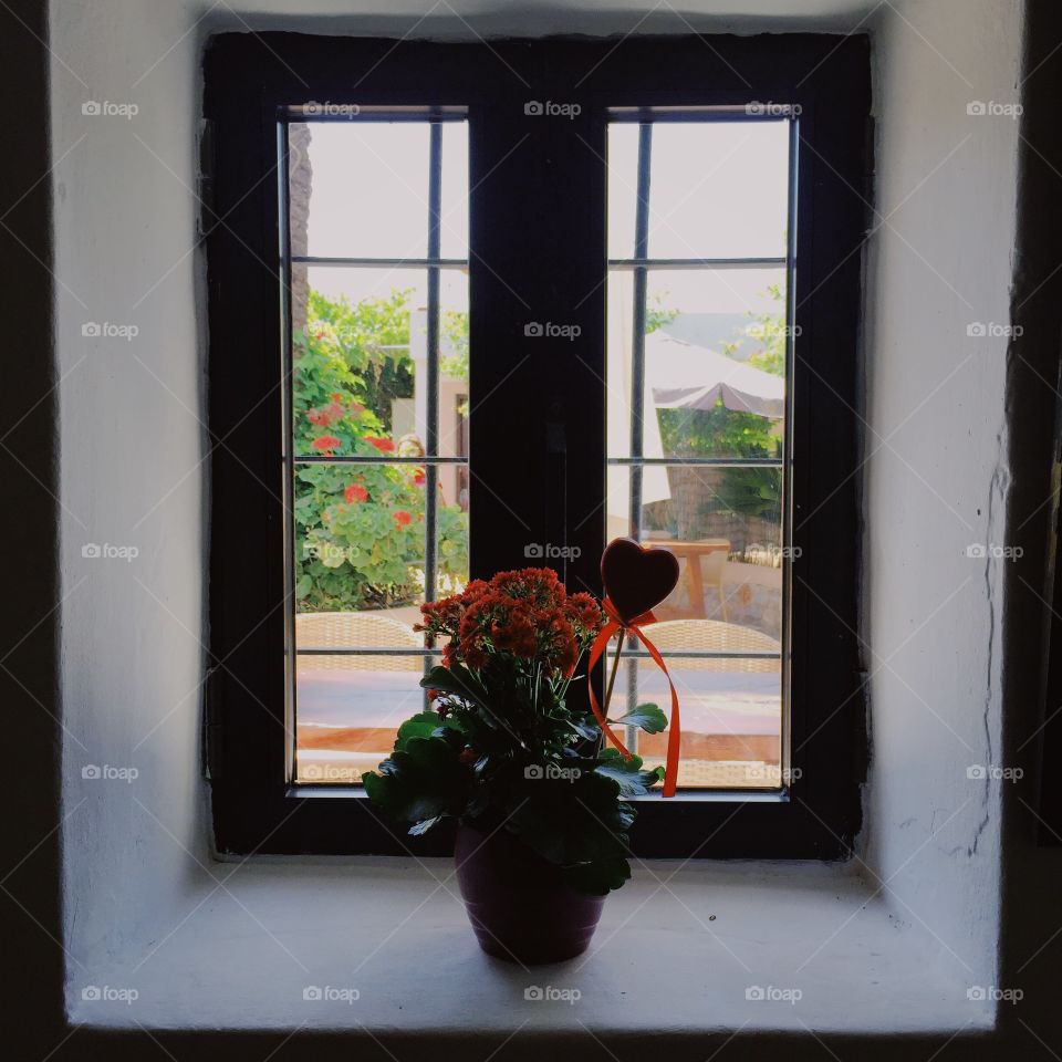 Plant by the window 